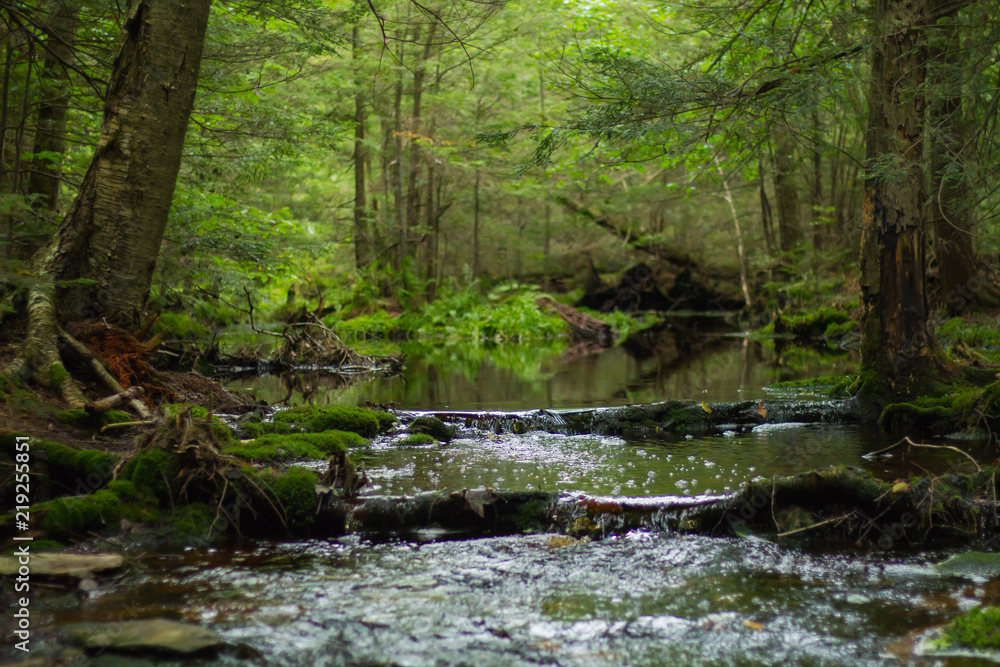 Ancient Waterfall Running Through An Old Growth Forest Ancient Waterfall Running Through An Old Growth Forest