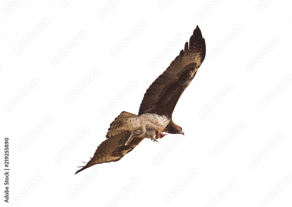 Fototapeta premium Steppe eagle flying with it's favourite meal, ground squirrel