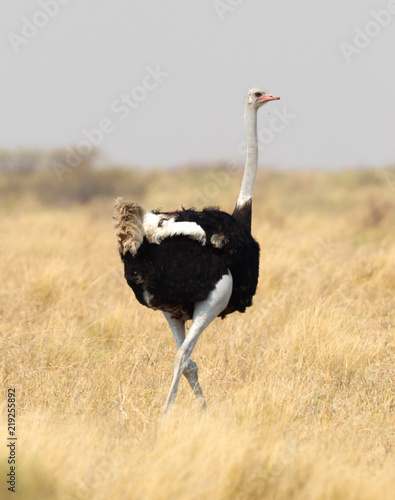 Male adult ostrich (Struthio camelus)
