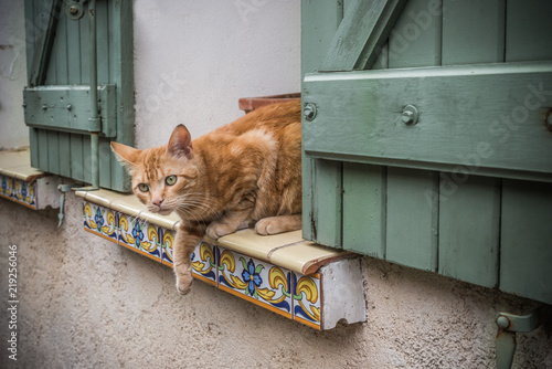 Chat à la fenêtre du village photo