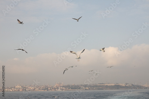 Seagulls in the blue sky © Ivanna Laka