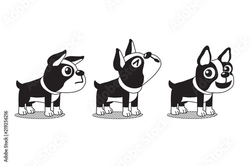 Vector cartoon character cute boston terrier dog poses for design.