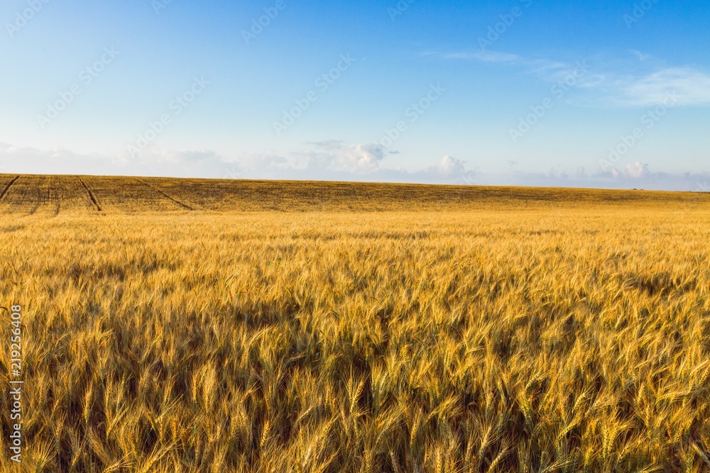 Golden Barley / Wheat Field