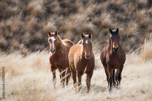 Three wild Kaimanawa horses standing among the tussock grass, New Zealand