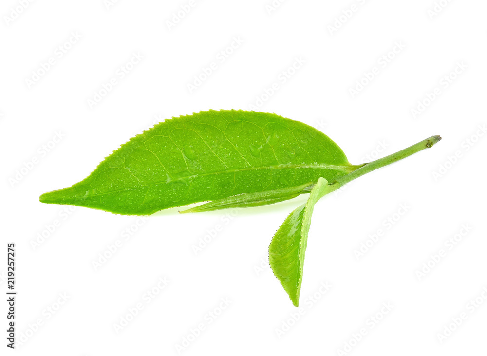 Fototapeta premium Green tea leaves wet isolated on white background.