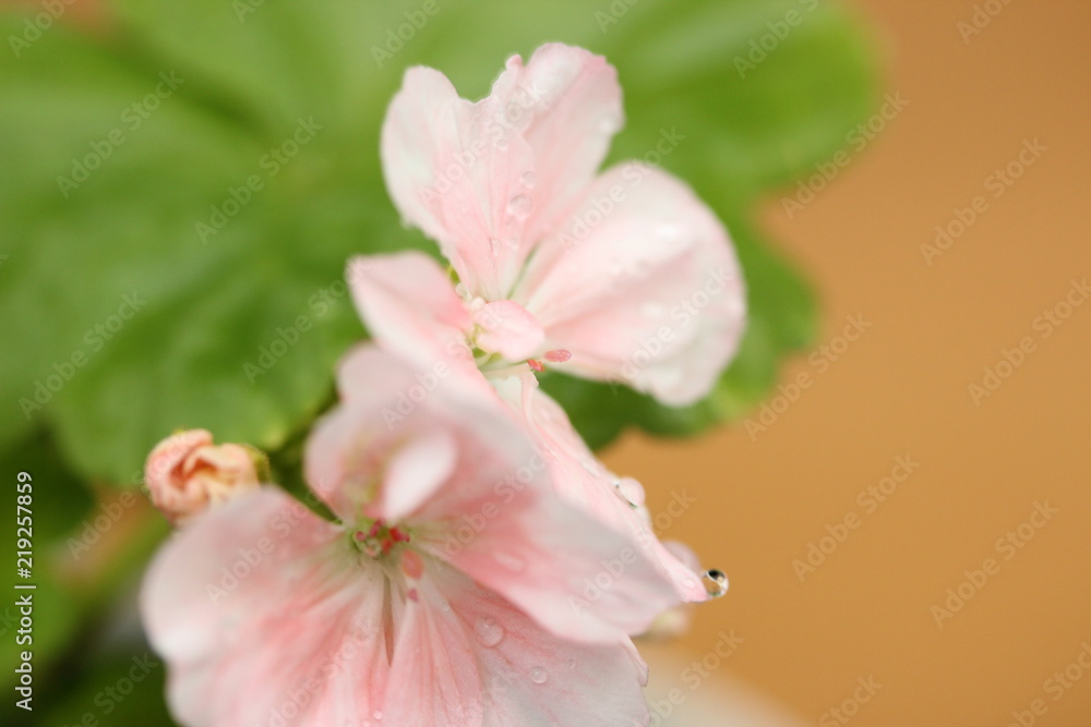 pelargonium up close with droplets pelargonium up close with droplets