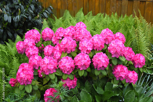 Rhododendronbluete photo