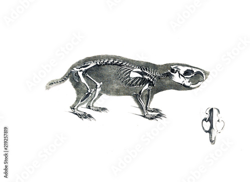 The skeleton of the animal © ruskpp