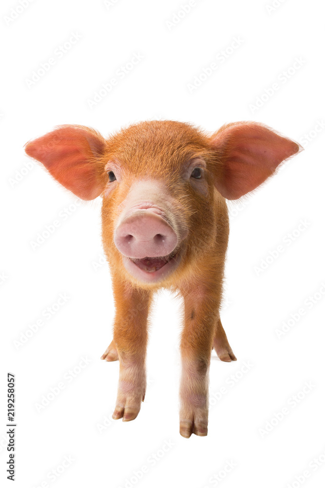 Fototapeta premium Yellow pig