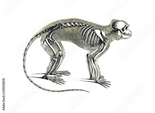 Photography The skeleton of the animal