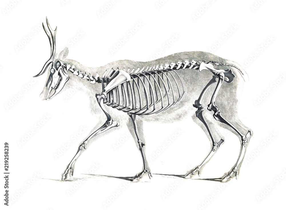 Obraz premium Szkielet zwierzęcia