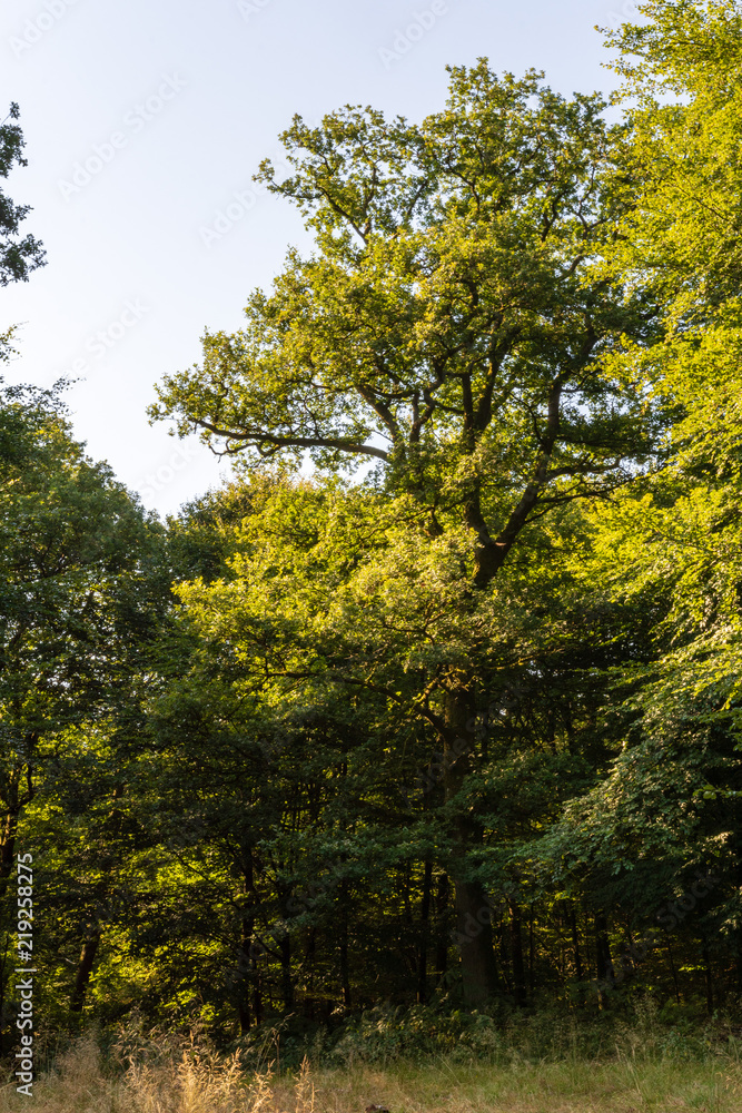 Grand chêne de la forêt d'Ardenne, Parc Naturel Régional des Ardennes, France
