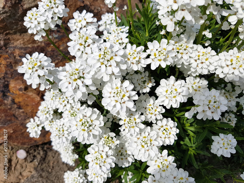 Bittere, Schleifenblume, Iberis, amara photo