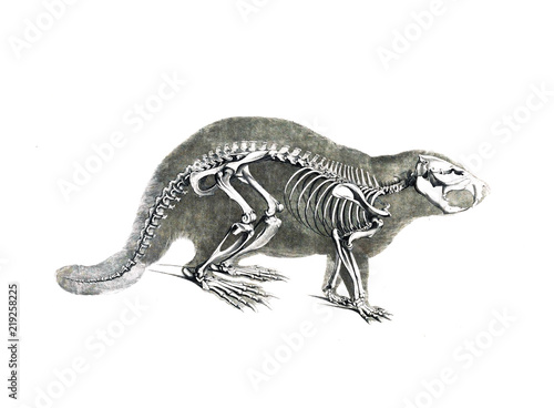 The skeleton of the animal