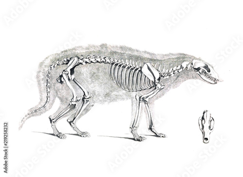 The skeleton of the animal