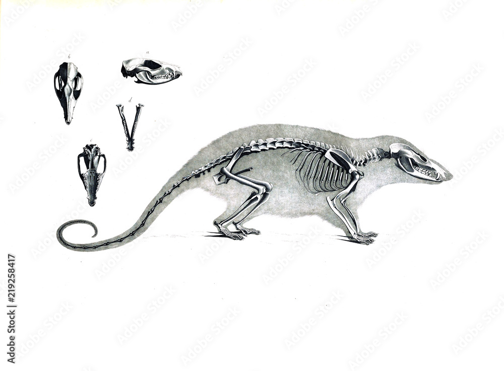 Possum Skeleton