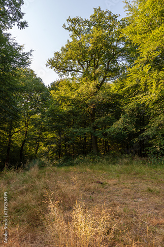 Beau chêne le matin, sur une terrasse de la forêt d'Ardenne, France
