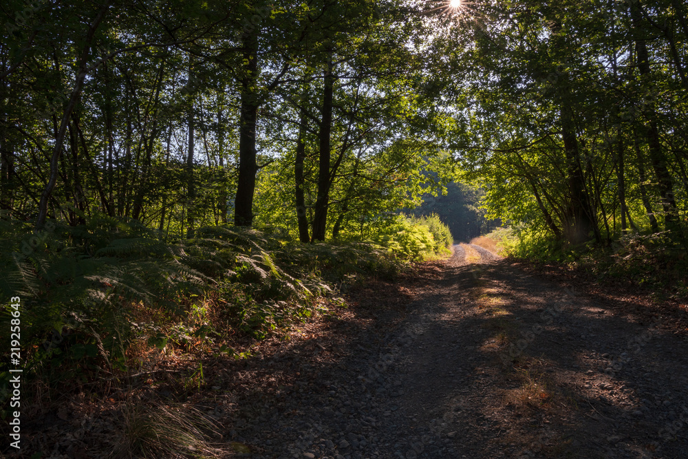 Obraz premium Chemin forestier dans la forêt des Ardennes françaises