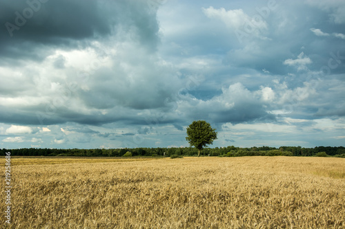 Dark clouds over a field of grain and a single tree in front of the forest