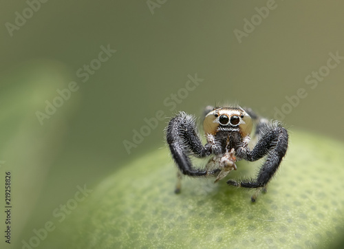 Thyene imperialis or jumping spider on green leaf photo