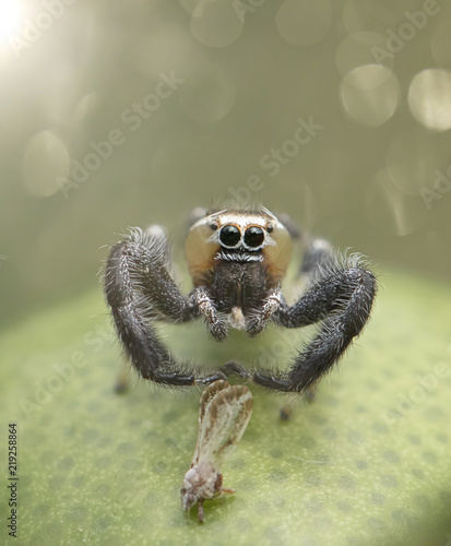 Thyene imperialis or jumping spider on green leaf photo