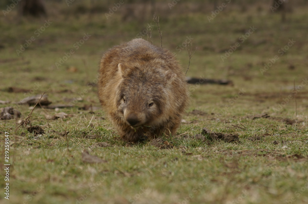 Naklejka premium Wild native marsupial wombat eating green grass on a farm in rural New South Wales near Nundle, Hanging Rock