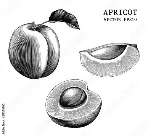 Apricot collection hand draw vintage clip art isolated on white background