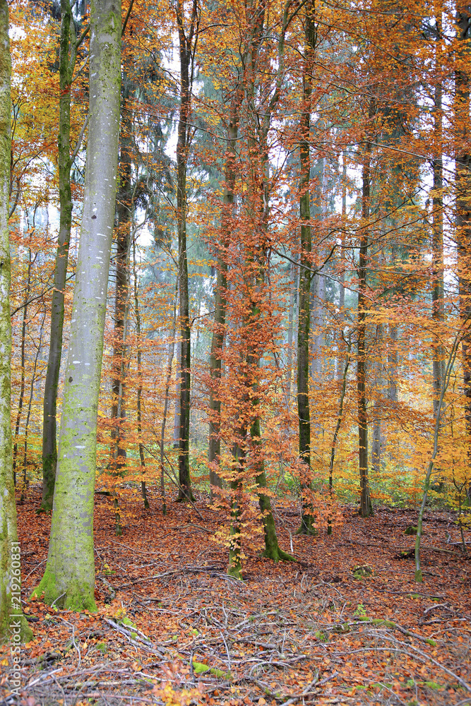Buchenwald (Fagus) im Herbst, Bayern, Deutschland