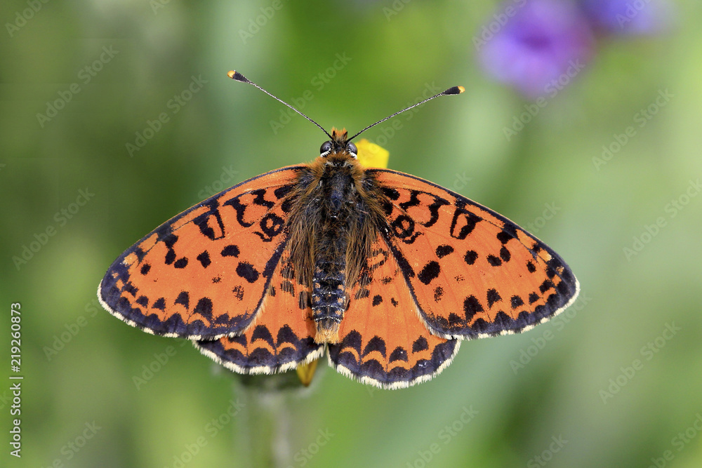 Rote Scheckenfalter (Melitaea didyma) auf Blüte Rote Scheckenfalter (Melitaea didyma) auf Blüte