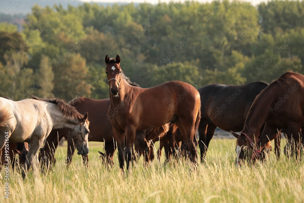 Horses in the pasture at dawn