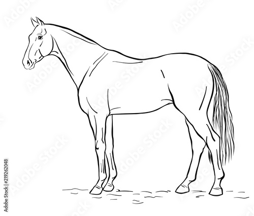 Exterior illustration of the horse.