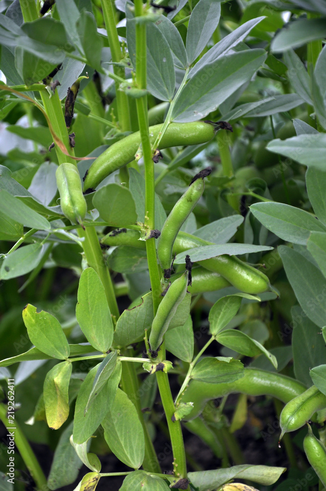 Horse bean, plant and green pods Horse bean, plant and green pods