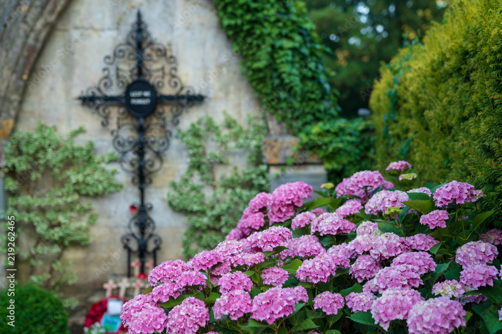 Purple hydrangea in a graveyard in Castle Combe, Wiltshire, England Purple hydrangea in a graveyard in Castle Combe, Wiltshire, England