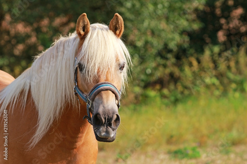 Obraz na plátně beautiful haflinger horse on a pasture