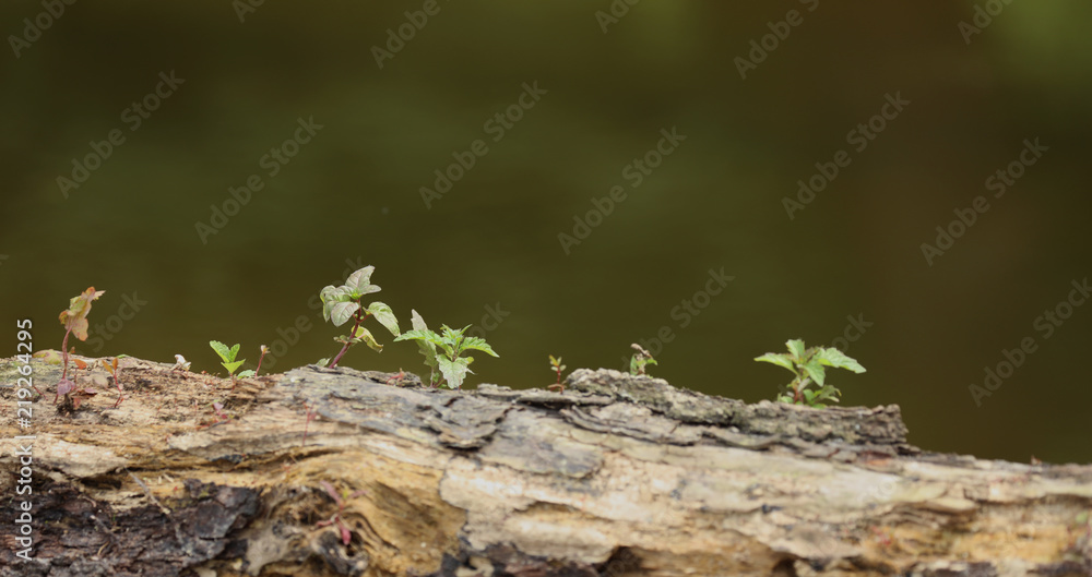 Pilze und Pflanzen an einem morschen Baumstamm am Waldboden Pilze und Pflanzen an einem morschen Baumstamm am Waldboden