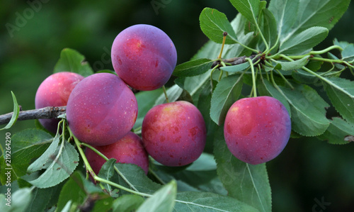 The branches of the tree are mature fruits of prunus cerasifera
