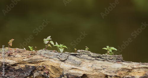 Pilze und Pflanzen an einem morschen Baumstamm am Waldboden © Andrea Geiss