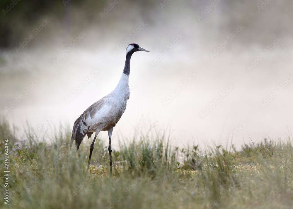 Obraz premium Common crane (Grus grus) in morning mist at lake in Telemark, Norway