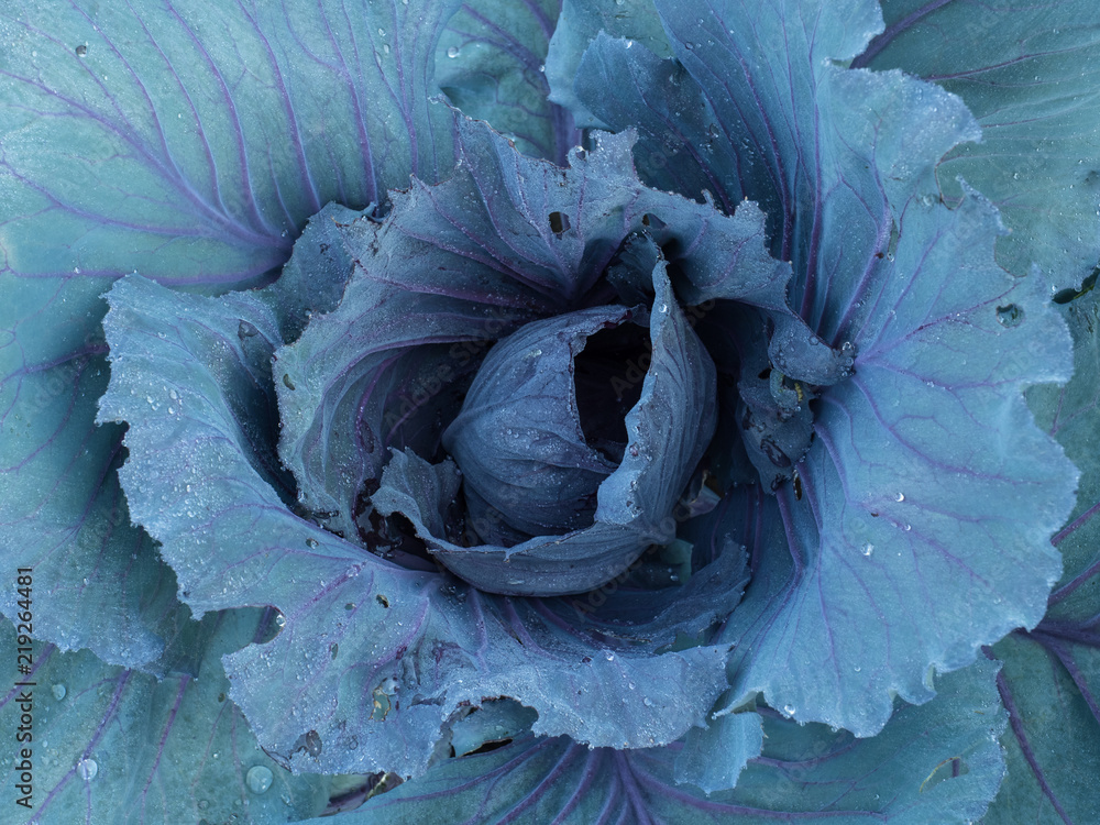 Obraz premium Beautiful blue, red and purple cabbage opening up in an organic garden
