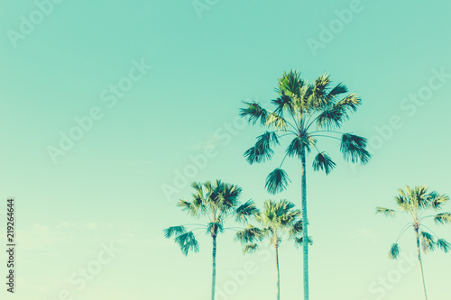 Coconut palm trees beautiful summer day green