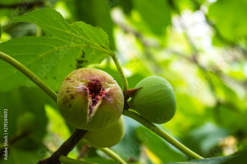 Ripe figs fruit on branches, close up