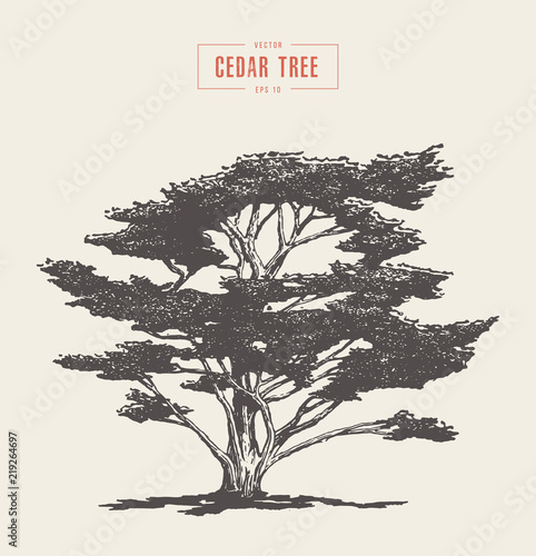 High detail vintage cedar tree drawn, vector