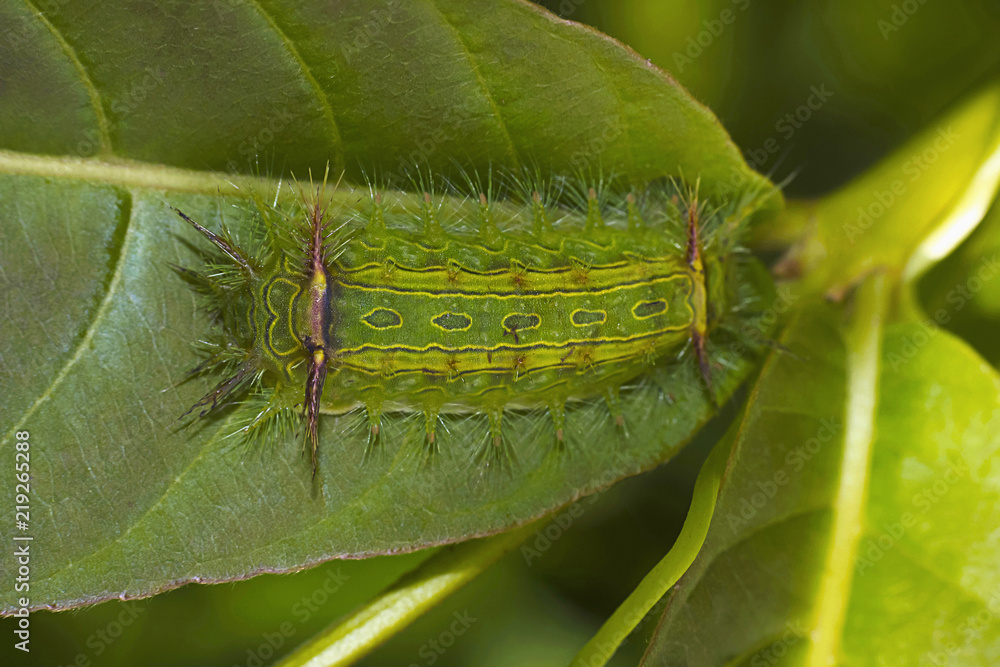 Nettle caterpillar, Sanjay Gandhi National Park, Maharashtra, India