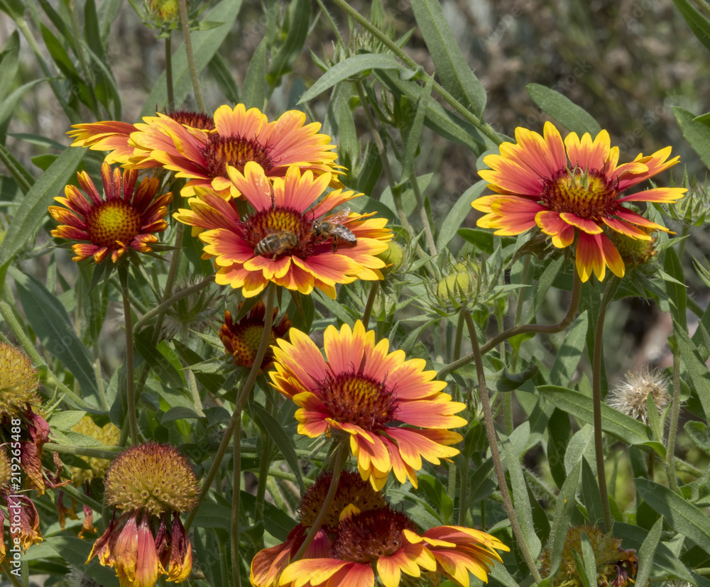 Gaillardia grandiflora. Gaillardes à grande fleurs. Gaillardia grandiflora. Gaillardes à grande fleurs.