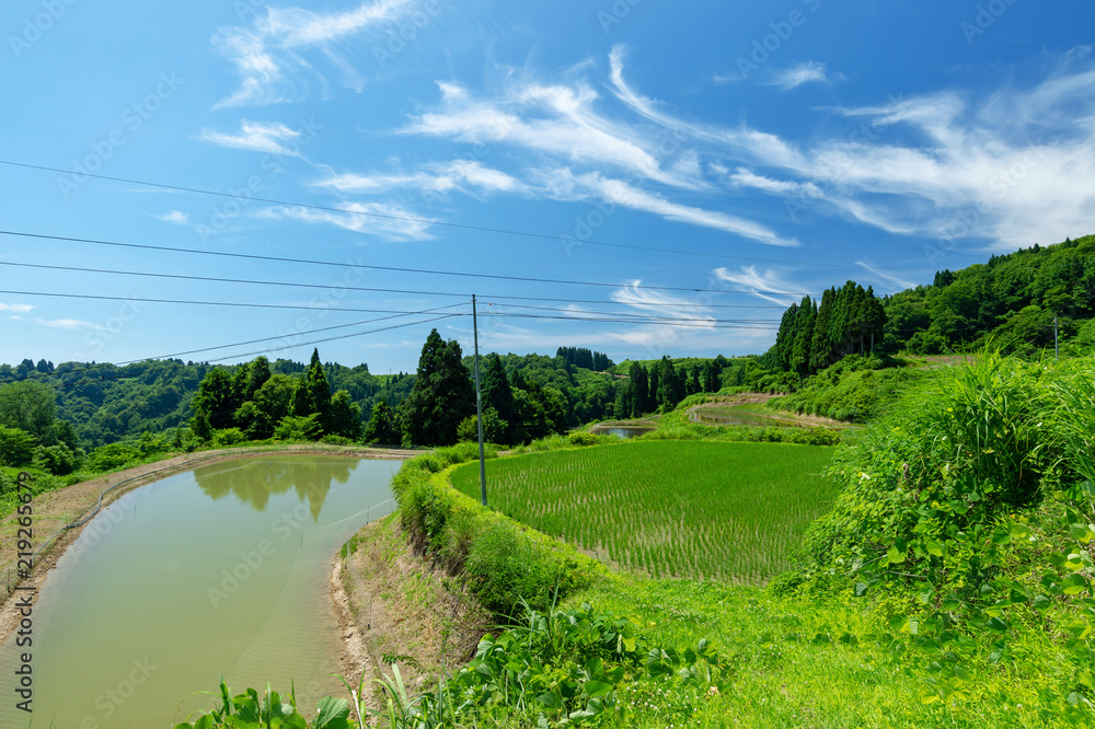 【新潟県長岡】山古志棚田棚池の夏は美しい緑の季節