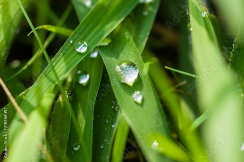 Drops of water on the green grass after rain, macro