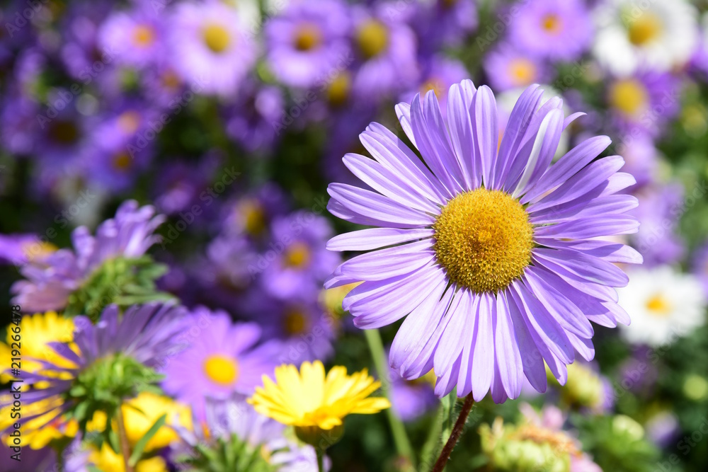 Blumenwiese, Blumenmeer im Bauerngarten Blumenwiese, Blumenmeer im Bauerngarten