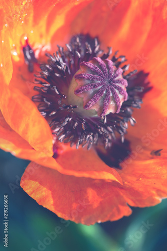 Fototapeta Naklejka Na Ścianę i Meble -  Macro of red poppy in full bloom.