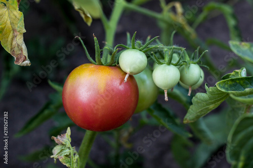 Ripe natural tomatoes growing on a branch in the garden. Red ripe and green unripe tomatoes on the same branch