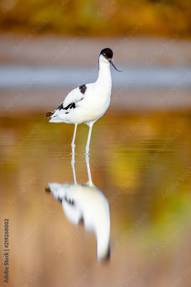 Pied Avocet, Recurvirostra avosetta Pied Avocet, Recurvirostra avosetta
